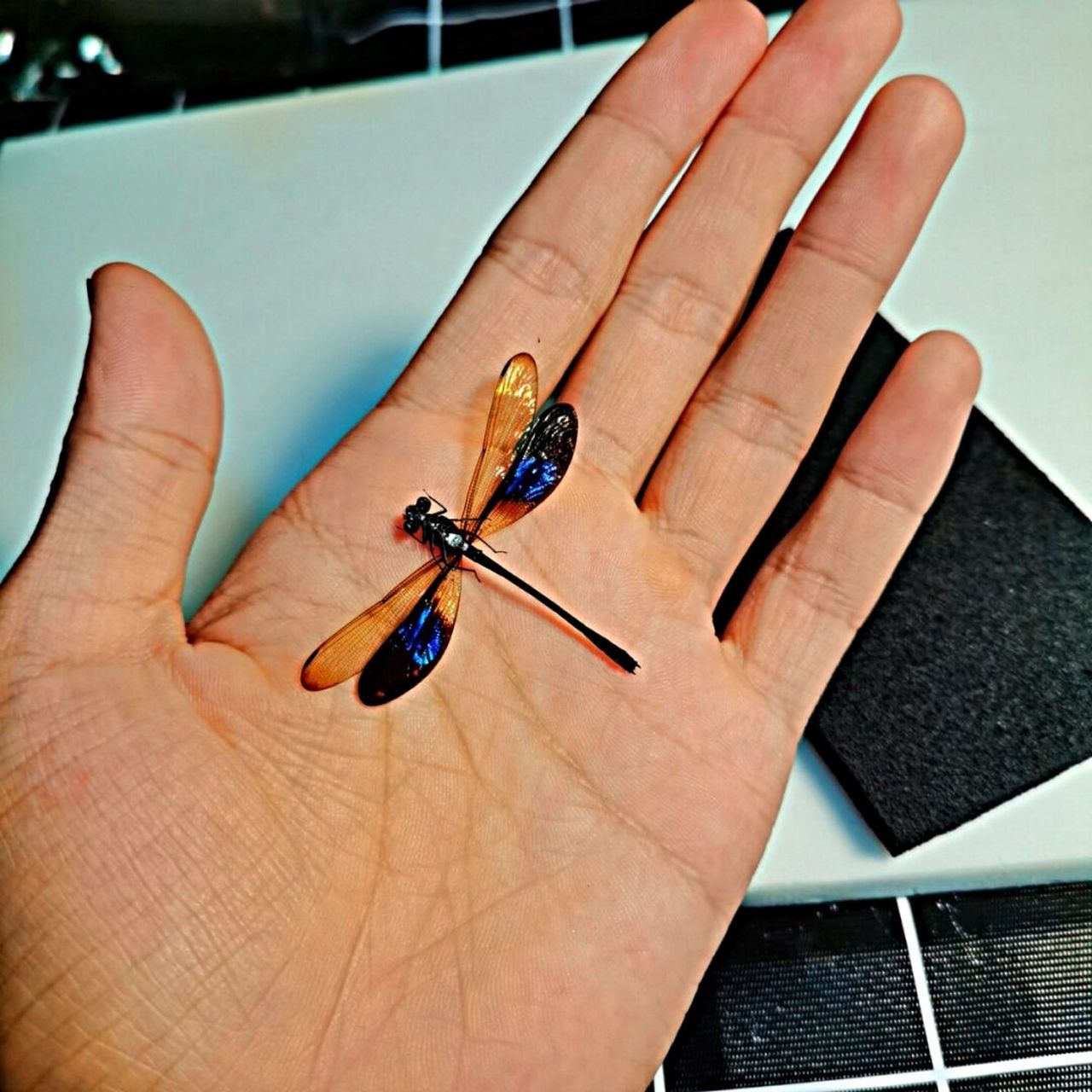 色蟌豆娘标本 一支来着国外的色蟌, 翅膀带有蓝色金属光泽 科普新知