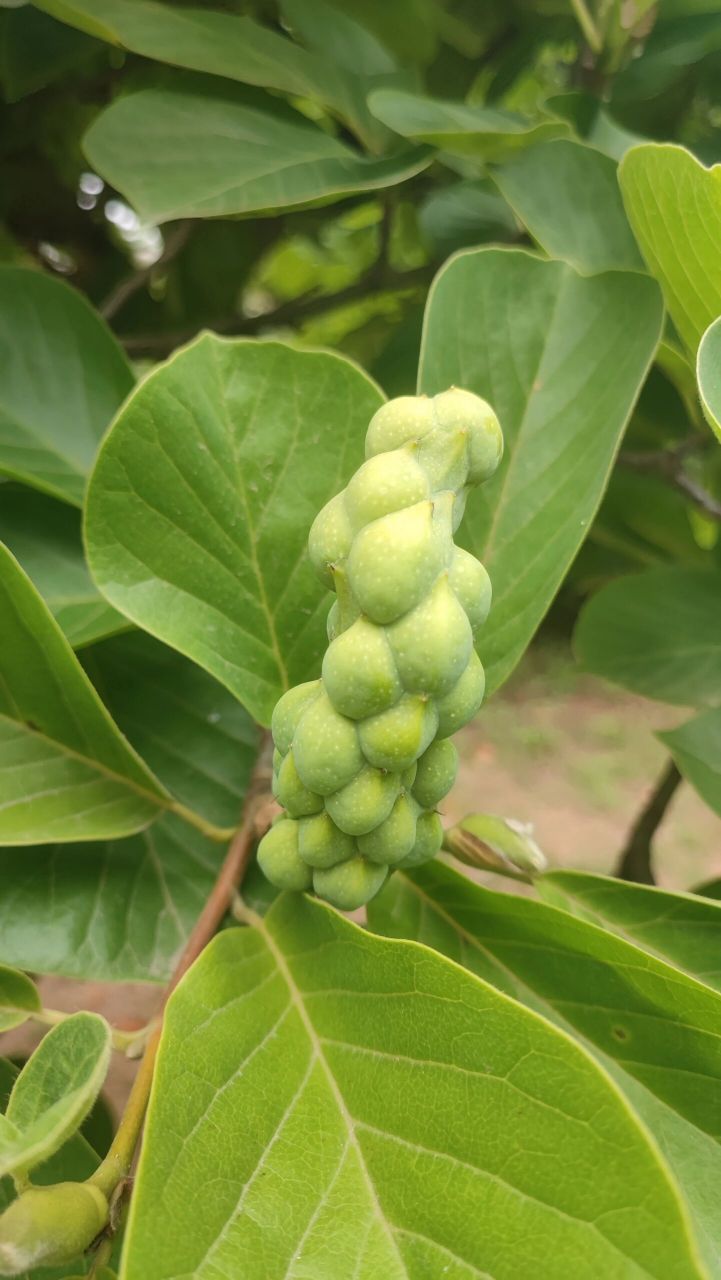 种着很多玉兰树和木兰树,玉兰和木兰不仅春天开花,夏天还会结果