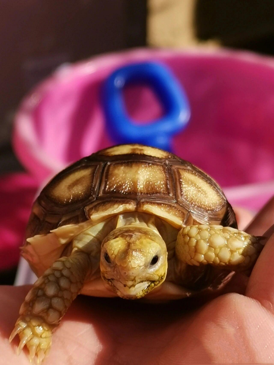 (苏卡达)饮食习惯 人工饲养 (二) 饮食习惯	编辑 苏卡达象龟是草食