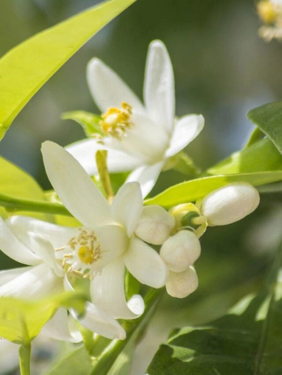 苦橙花 | 高贵典雅的花中贵族 苦橙花 neroli