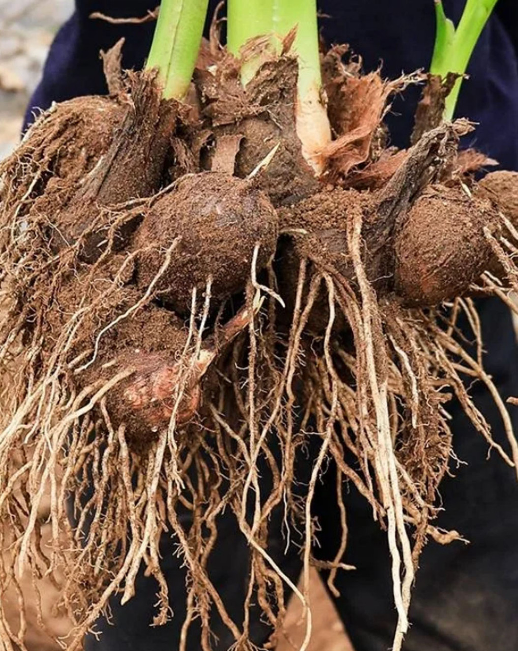 各种芋头植物图片大全图片