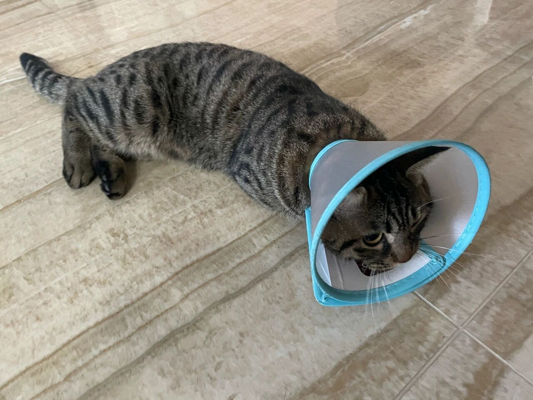 总胆红素高,母猫不能做绝育 明明是一起出生一起长大的毛孩子 一个10