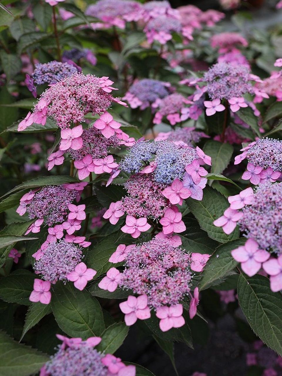 日本山绣球 【日本山绣球】极其山野感的绣球,林下耐阴,长势旺78
