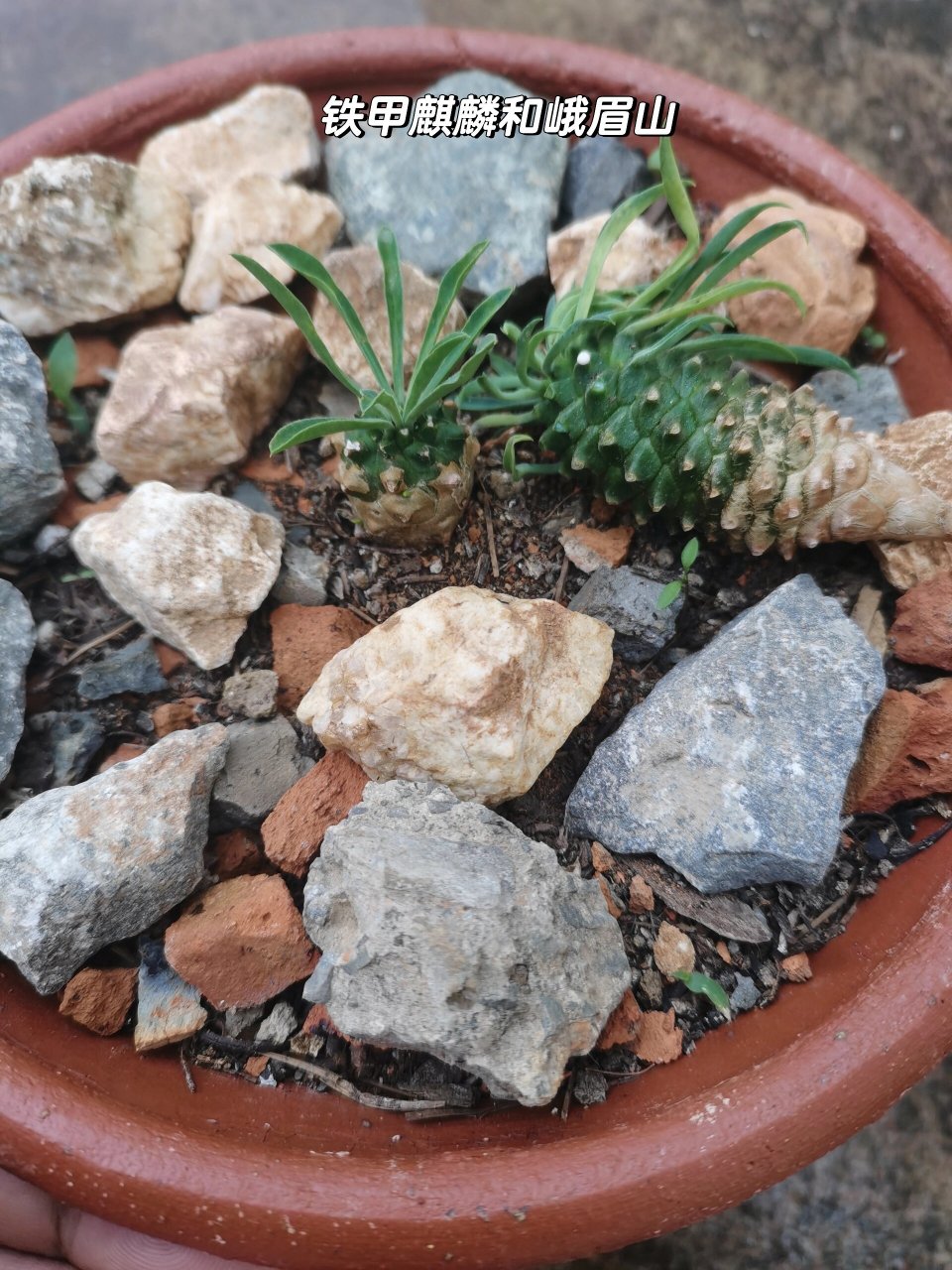 绿植# #仙人掌# #盆景# #植物# #块根植物# #铁甲麒麟##峨眉山
