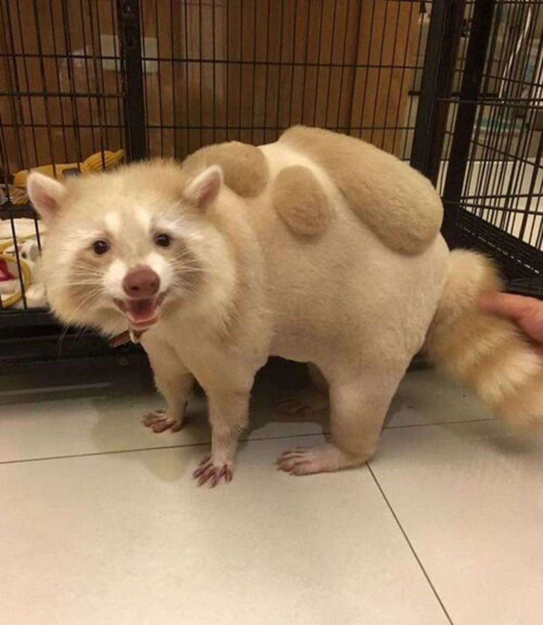 猫咪造型剃毛发型参考猫咪剃毛 养猫的宝宝们,夏天猫掉毛太严重,猫咪