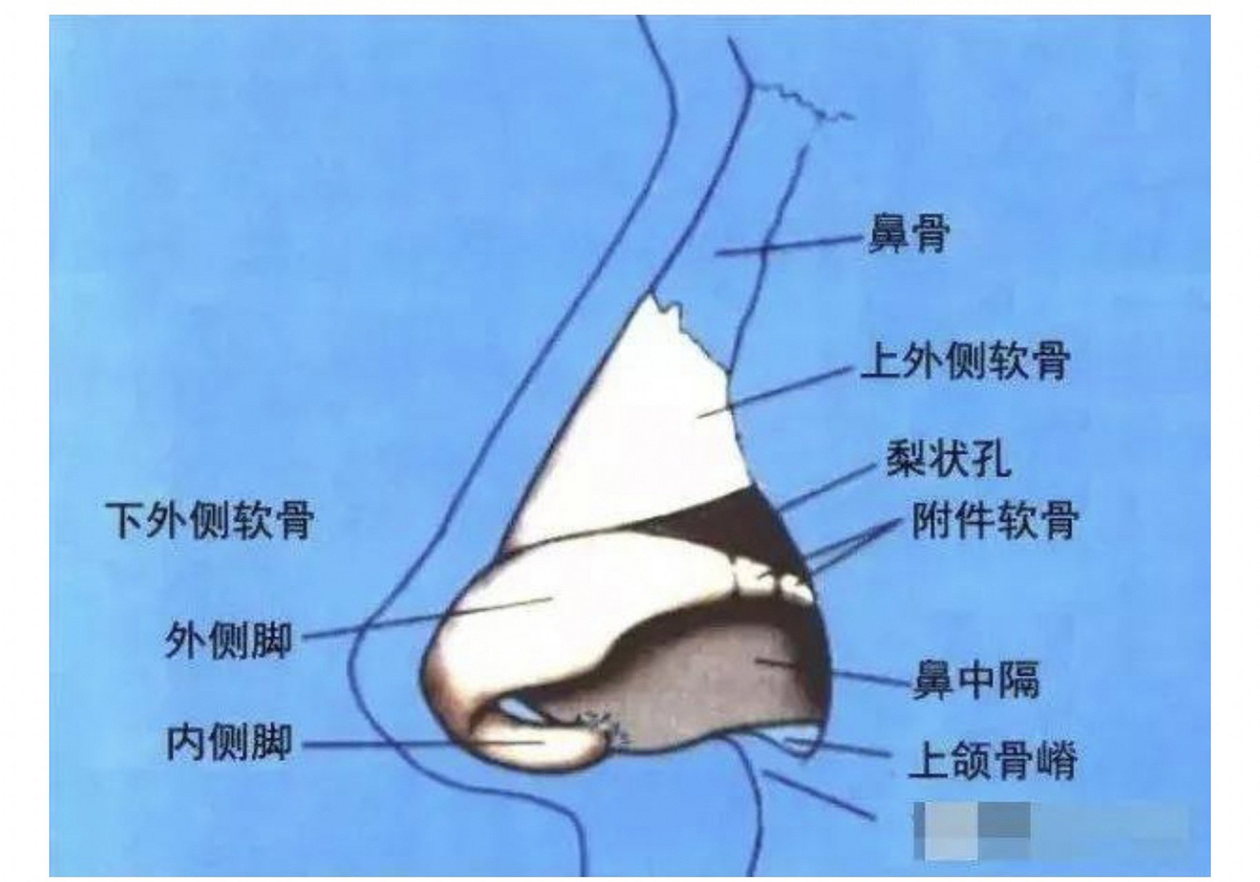 后鼻孔解剖结构图解图片