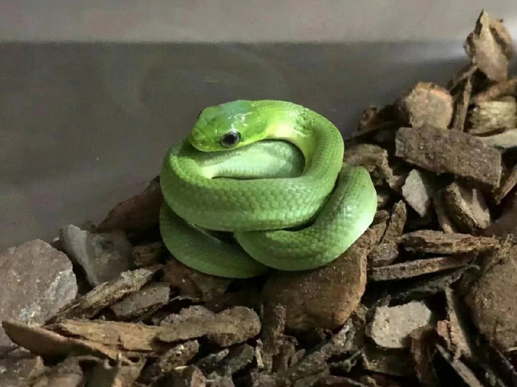 它就是小青吧,一条害羞的小蛇 原来绿色也这么好看👀 翠青苗子200