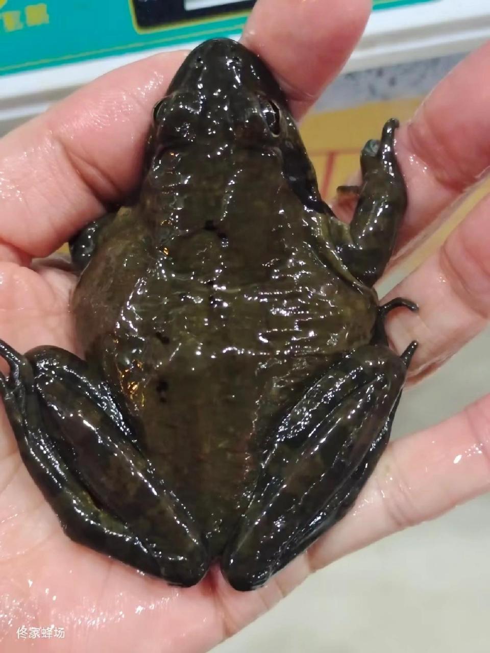 东北林蛙!走亲访友送礼顶配! 过年餐桌必备!走亲访友送礼顶配!