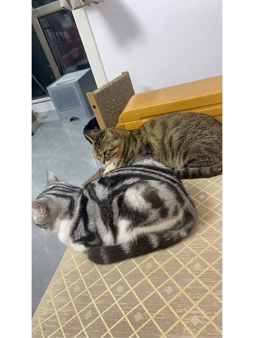 快进来看看狸花猫和美短的后代长什么样子 家里的美短怀孕了,在它怀孕