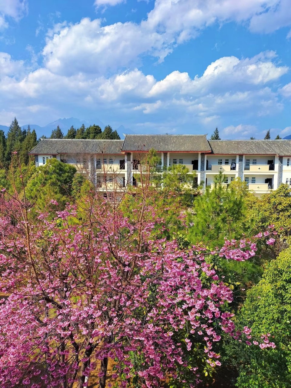 丽江文化旅游学院# 原名#云南大学旅游文化学院# ,校园环境优美