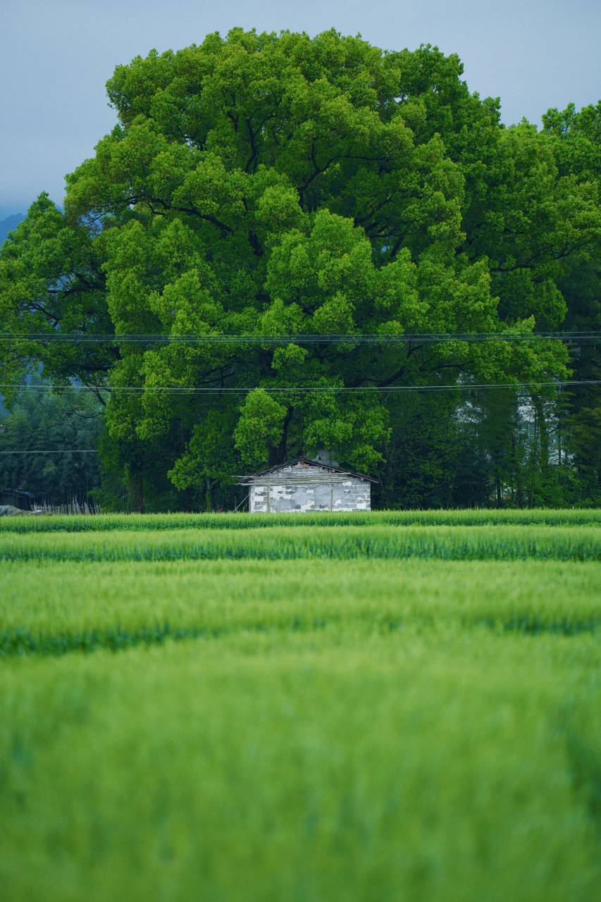 寻访春天的故事#绿油油的麦田,是春天在大地上谱下的乐章,那麦穗就是
