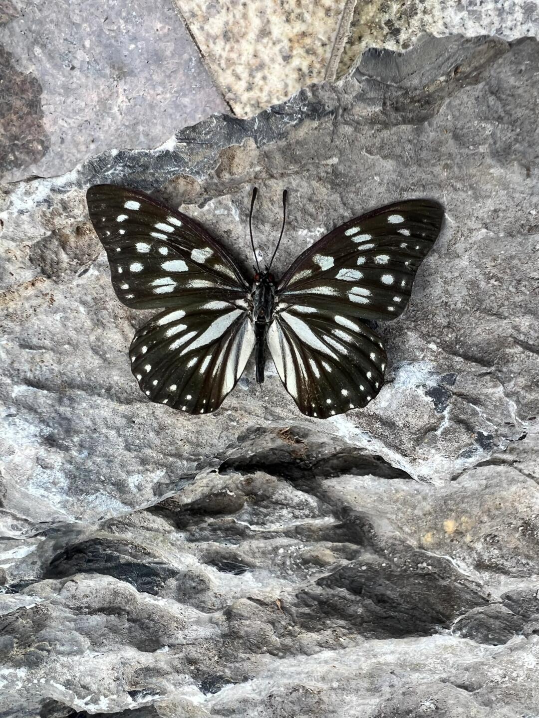 中 文 名 拟斑脉蛱蝶