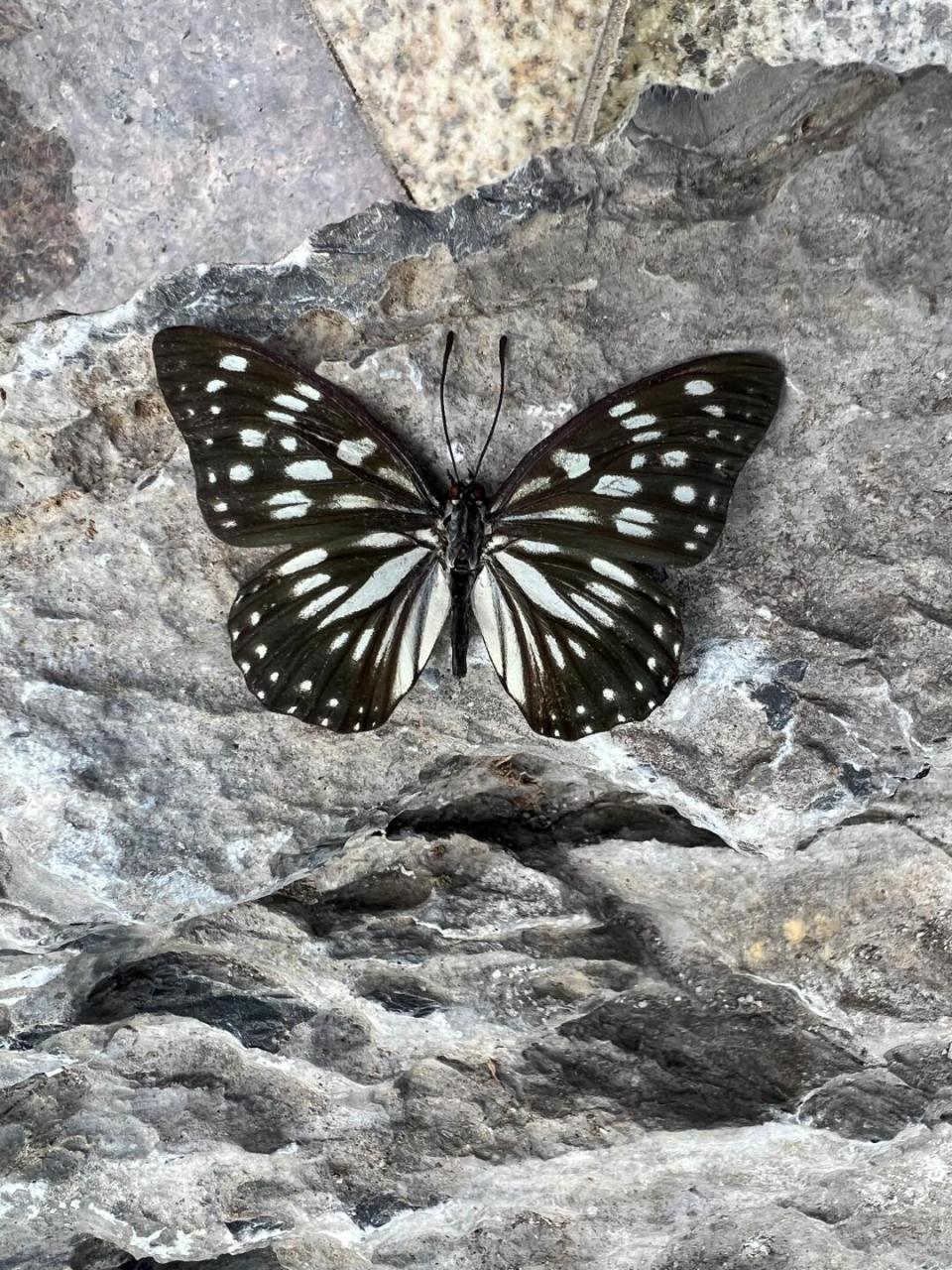 中02文02名02拟斑脉蛱蝶 拉丁学名 hestina persimilis west