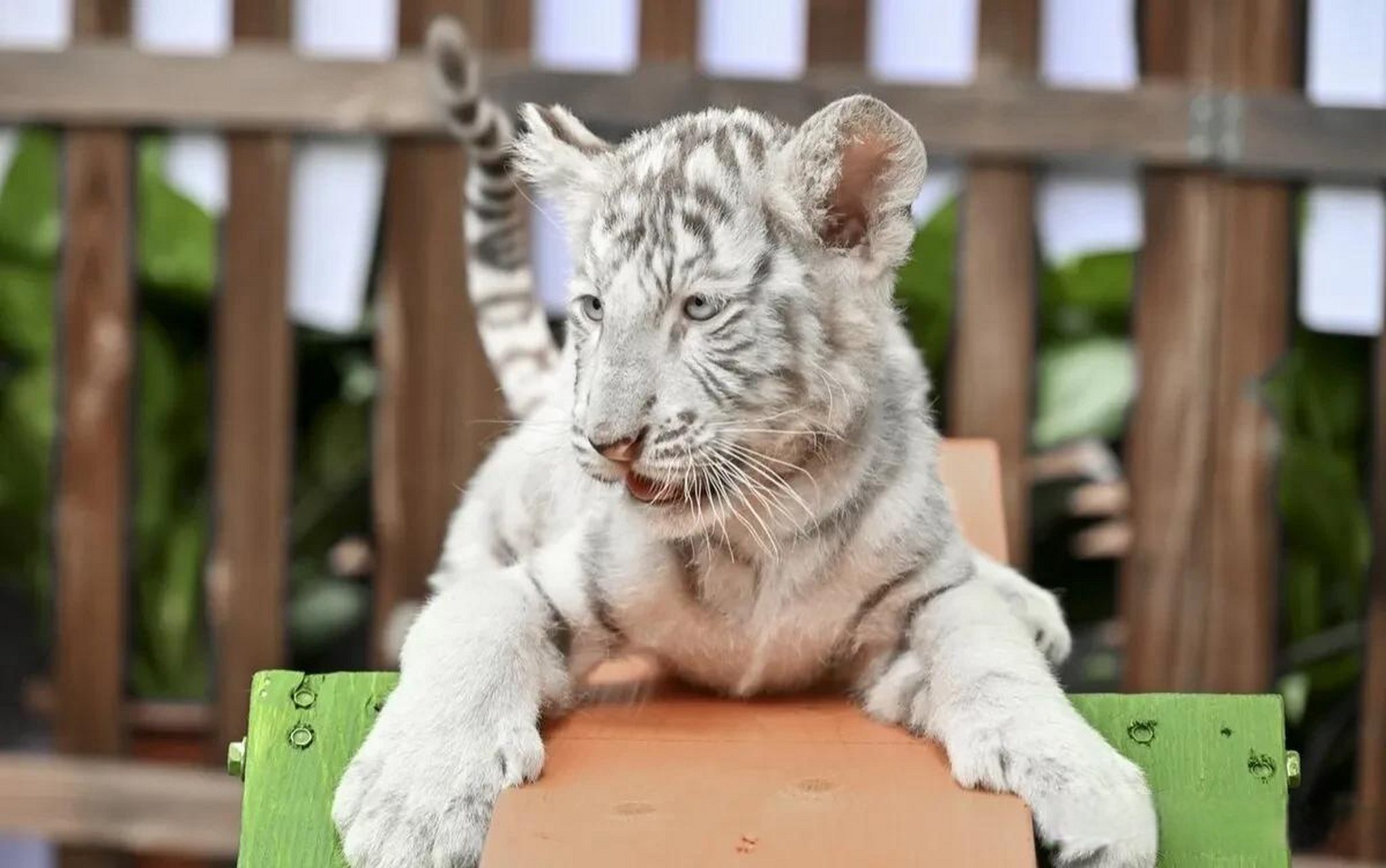 2023年11月26日,广东省广州市,广州长隆野生动物世界举办保护野生动物