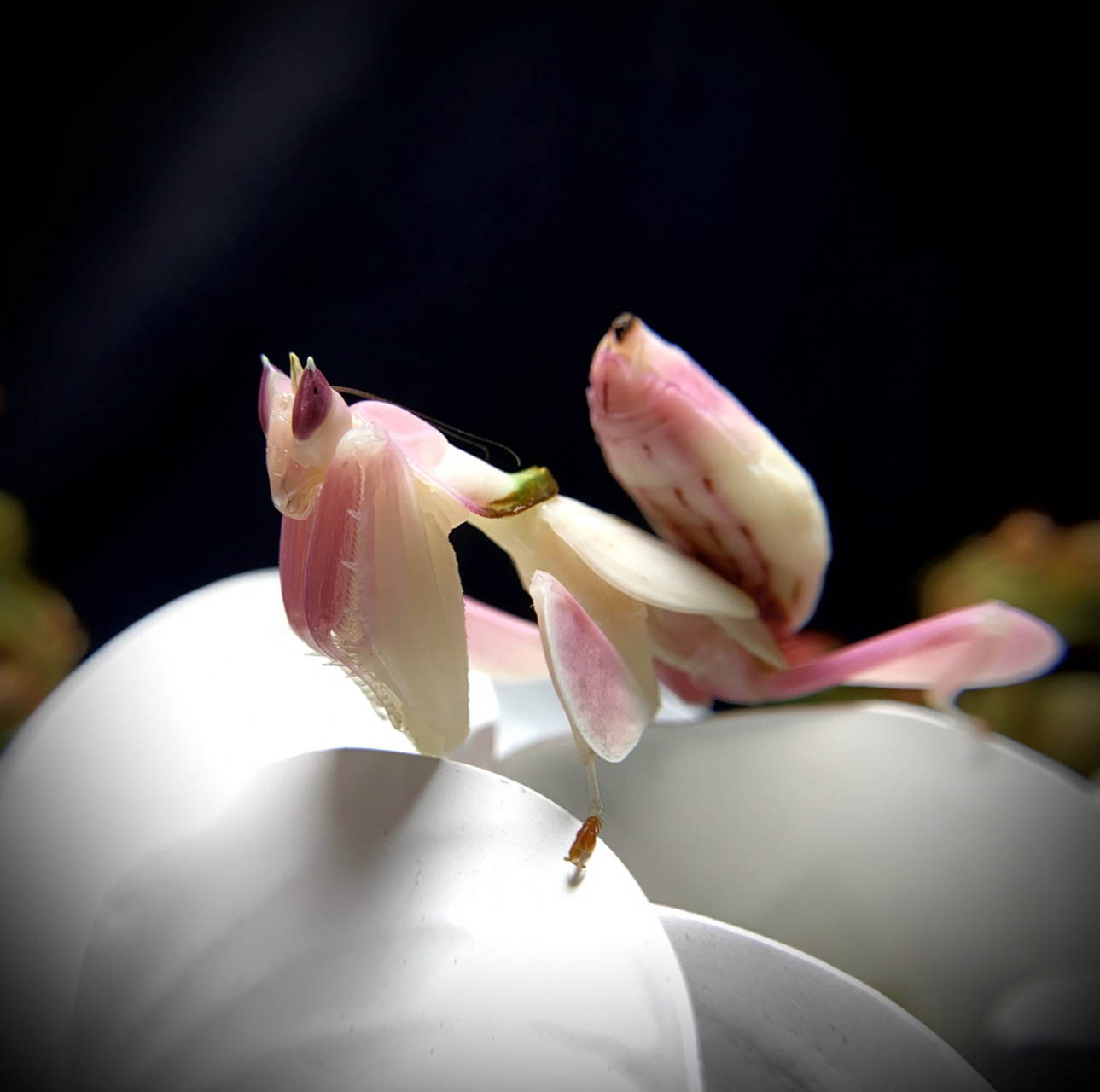 小花仙～ 一只末龄的马来西亚冕花螳,花朵的伪装让它更容易接近猎物