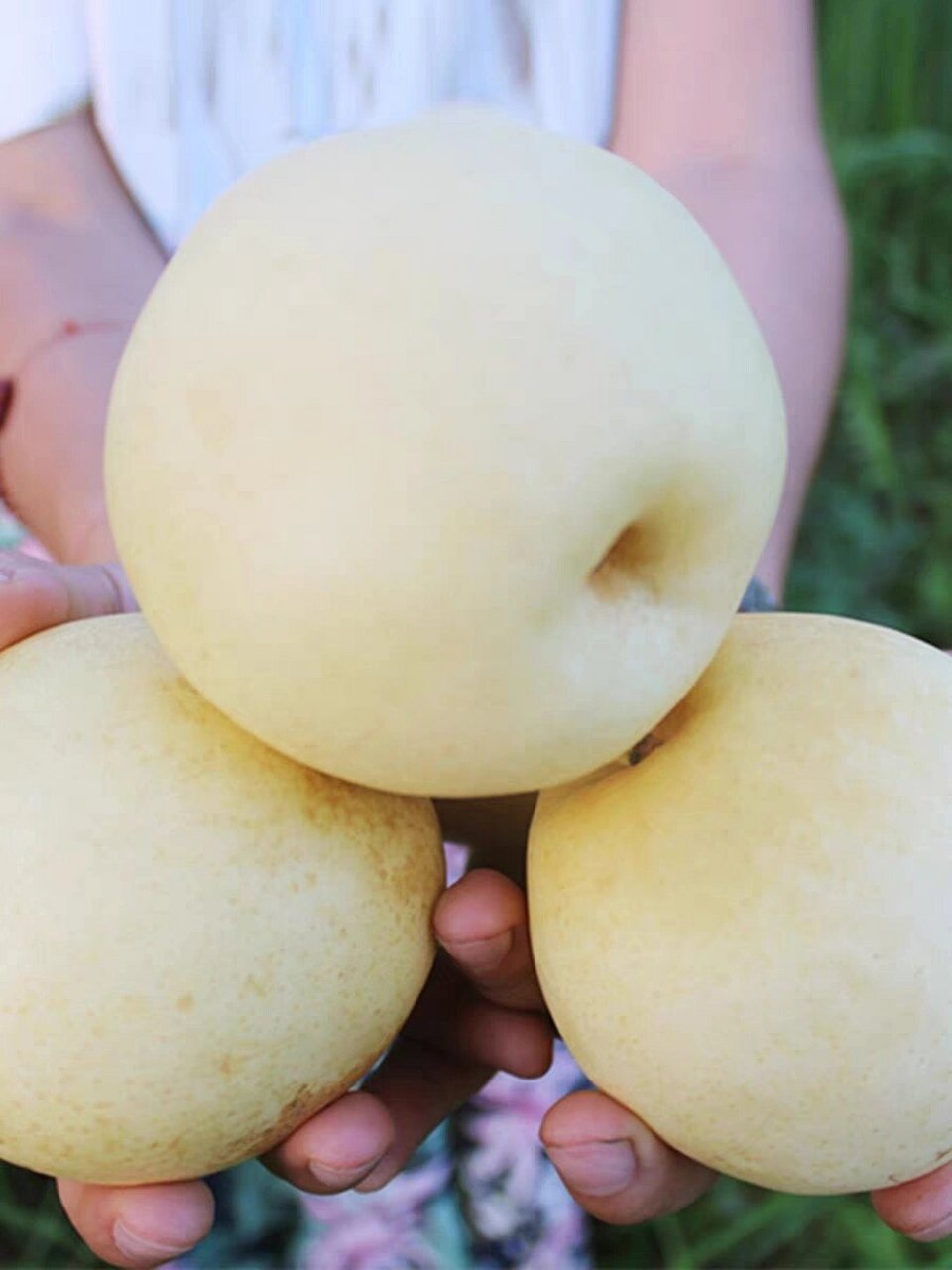 鲜嫩多汁,清甜适口       	 四川苍溪黄金梨有"百果之宗"美誉, 因其