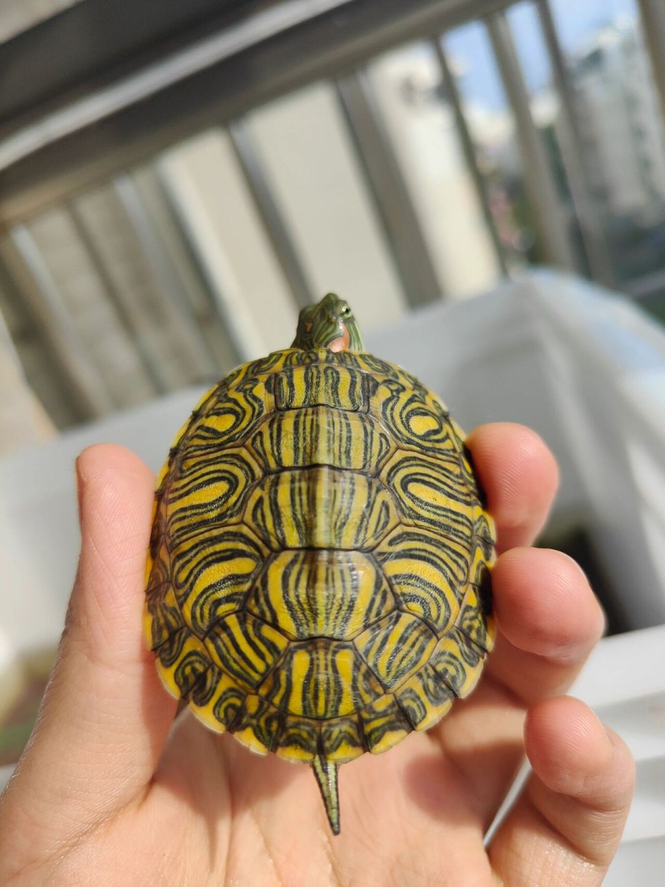 不一样的巴西龟——格兰德彩龟