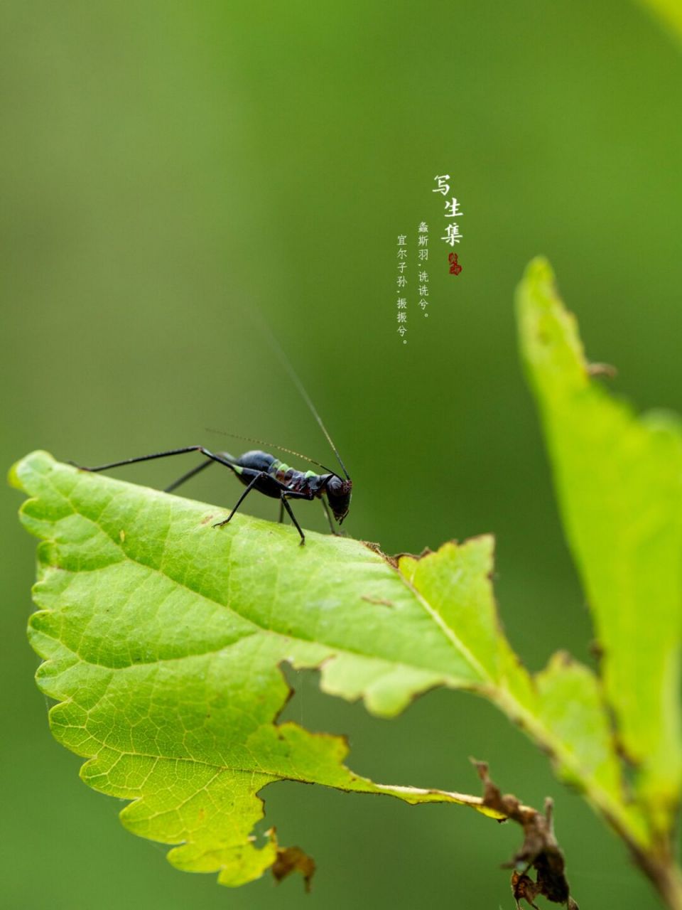 诗经螽斯图片