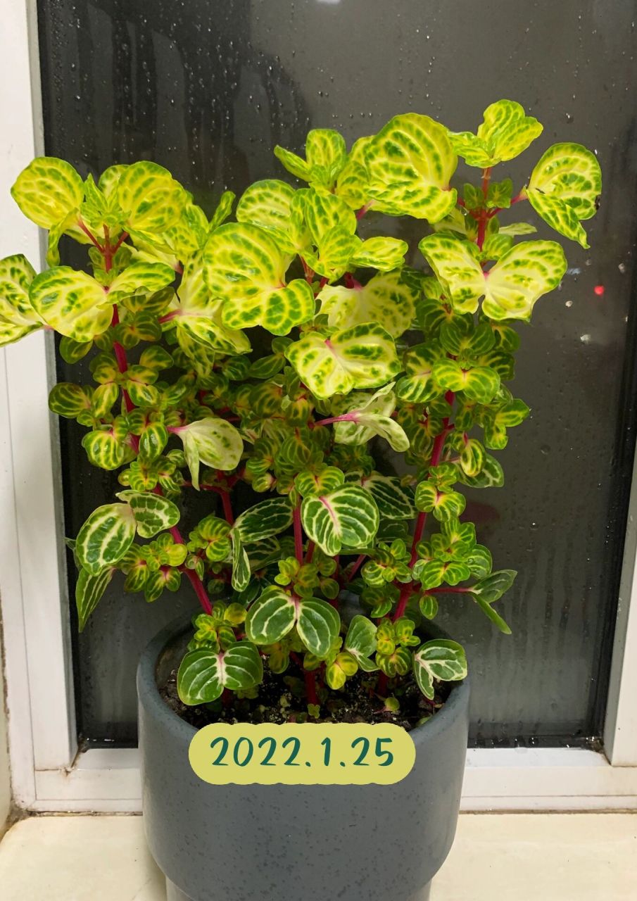 钱多多又名锦叶血苋 长成树 2021年11月份买的一小盆钱多多, 经过半年