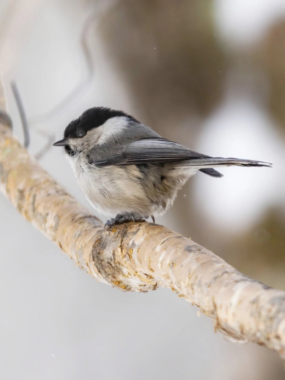 褐头山雀的风轻云淡 原创拍摄于延吉 	 褐头山雀,雀形目山雀科高山