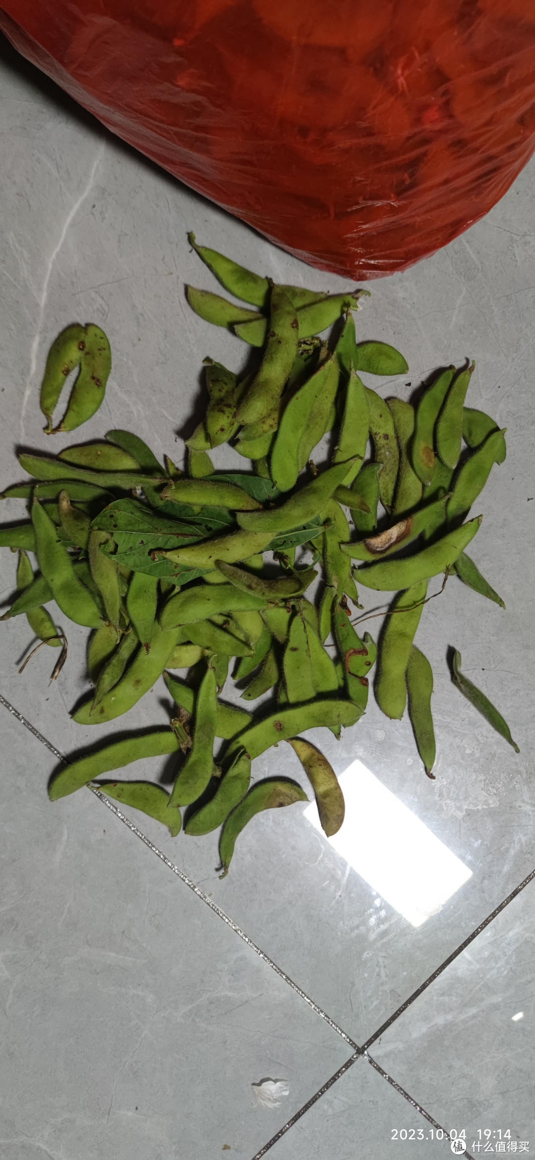 一起过中秋自家种的毛豆可以吃了