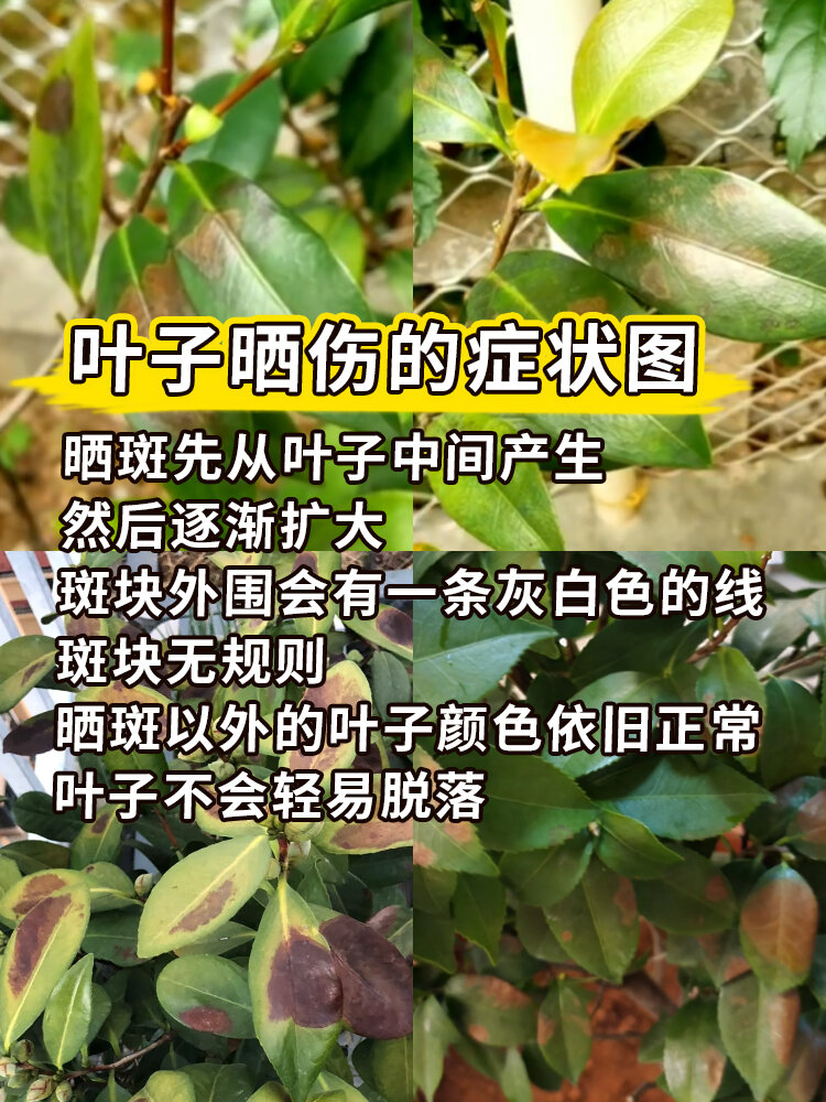 山茶花叶子病害图片图片