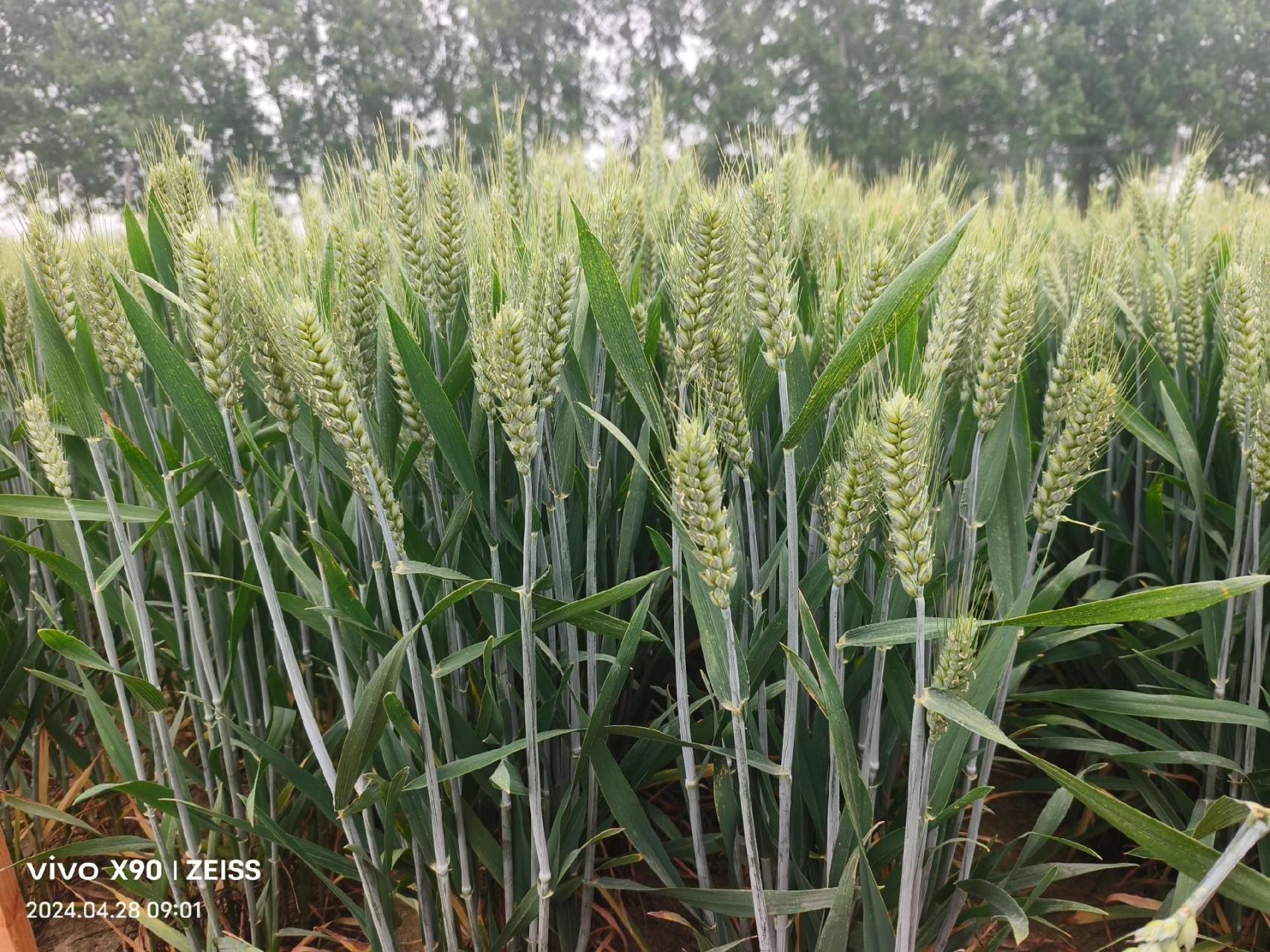 升级百农307,抗病又高产