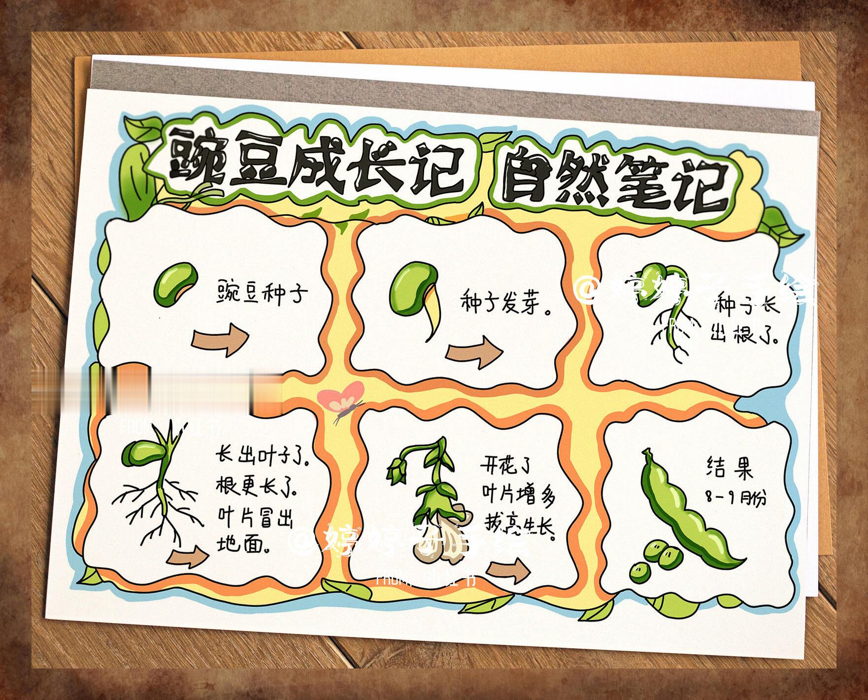 豌豆成长日志:手绘自然观察报