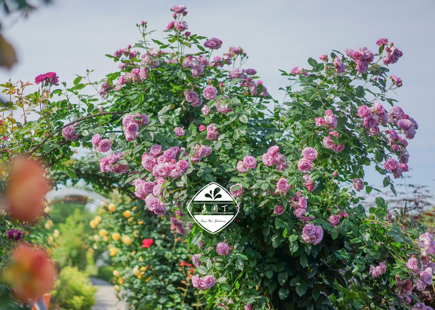 藤本月季品种2661546615:薰衣草花环 薰衣草花环 lavender