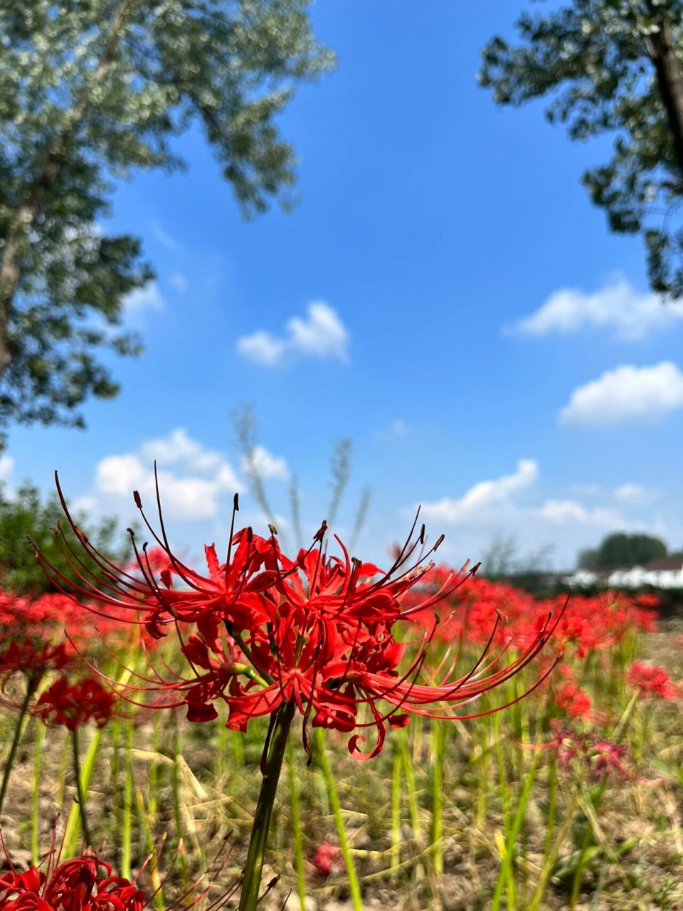 石花(彼岸花 完全不需要滤镜,太太太美了 中国石花,寓意吉祥,优美