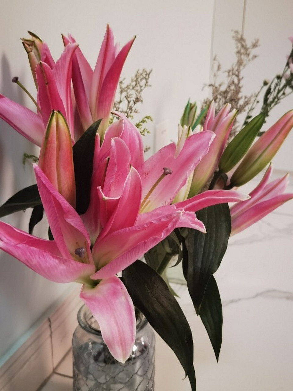 星光百合-大花多头 星光百合 粉粉嫩嫩特别少女的一款清香型百合