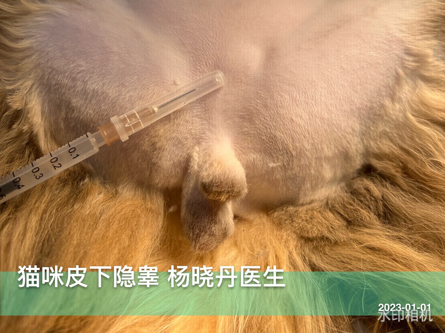 猫咪皮下隐睾——摸一把就可以确定的问题  家长本来是带着6个月大的