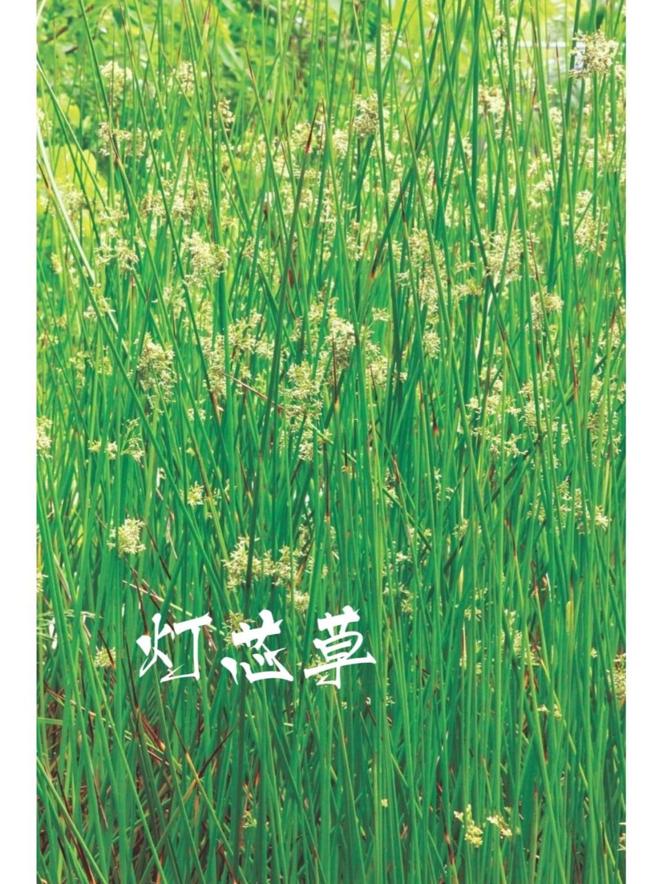 是灯心草科,灯心草属多年生草本植物,高可达91厘米,根状茎粗壮横走