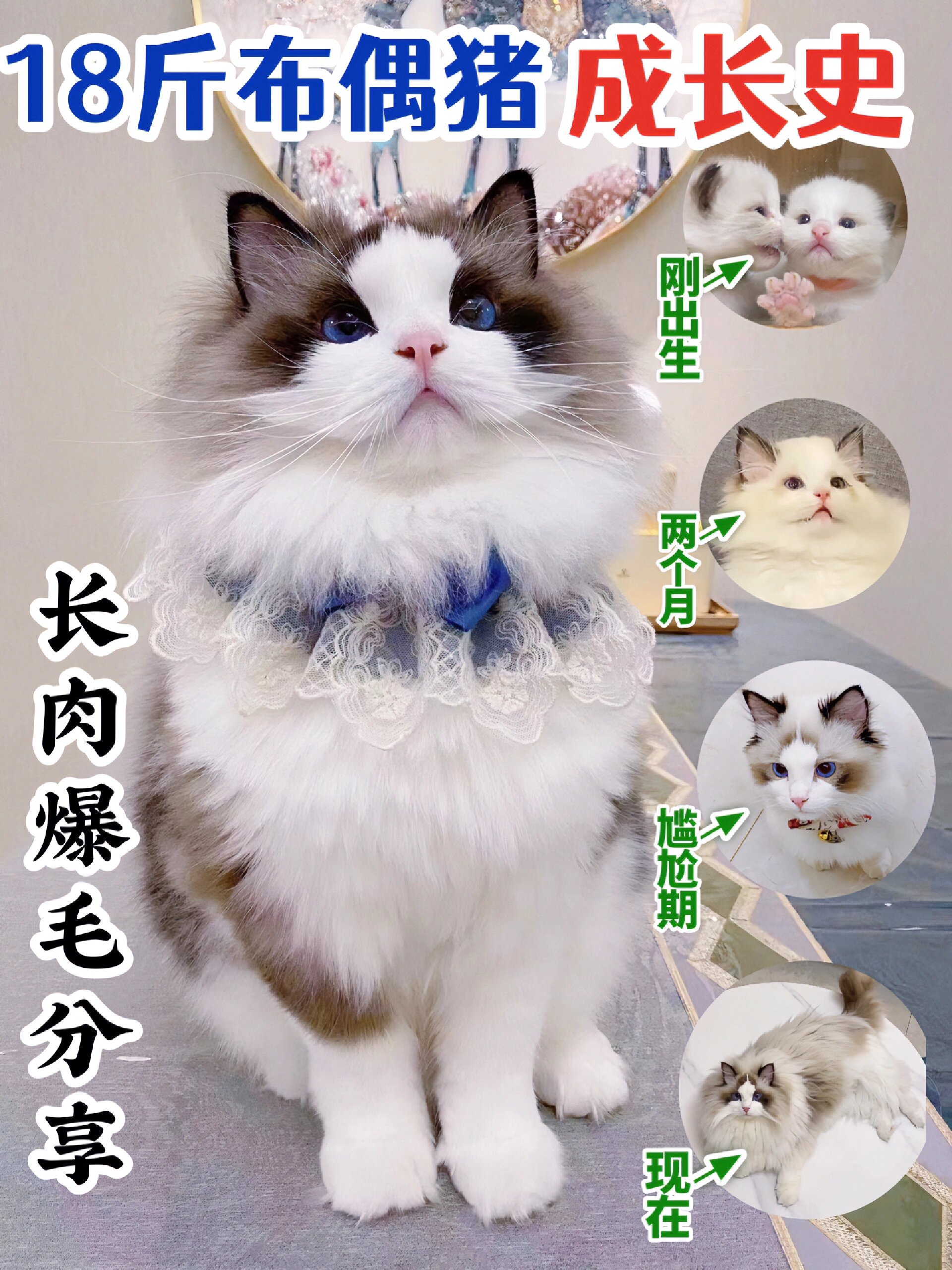 大揭921518斤的赛级布偶猪吃的啥猫粮71