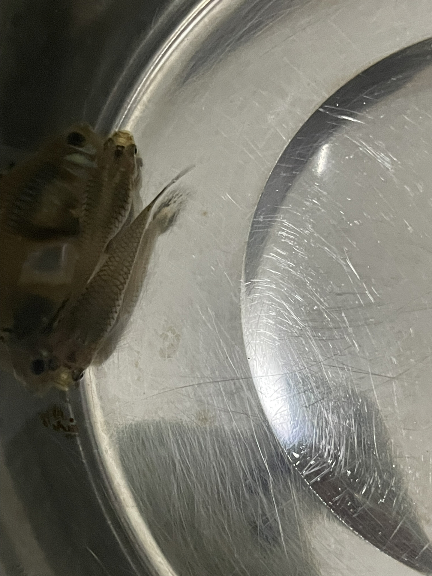孔雀鱼(疑似怀孕的)全身发黑