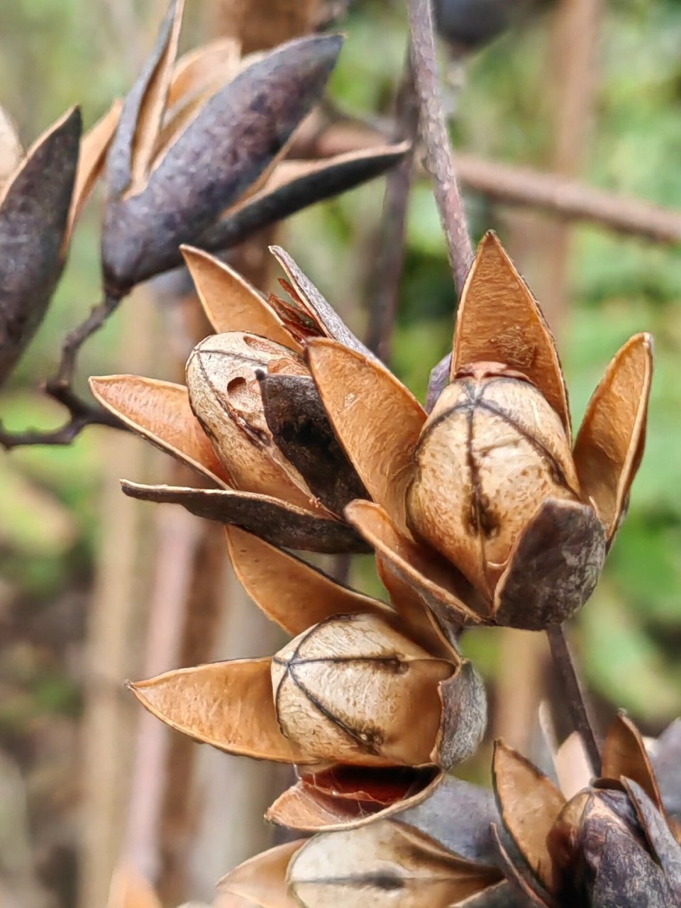 臭椿的种子是长翅膀的.