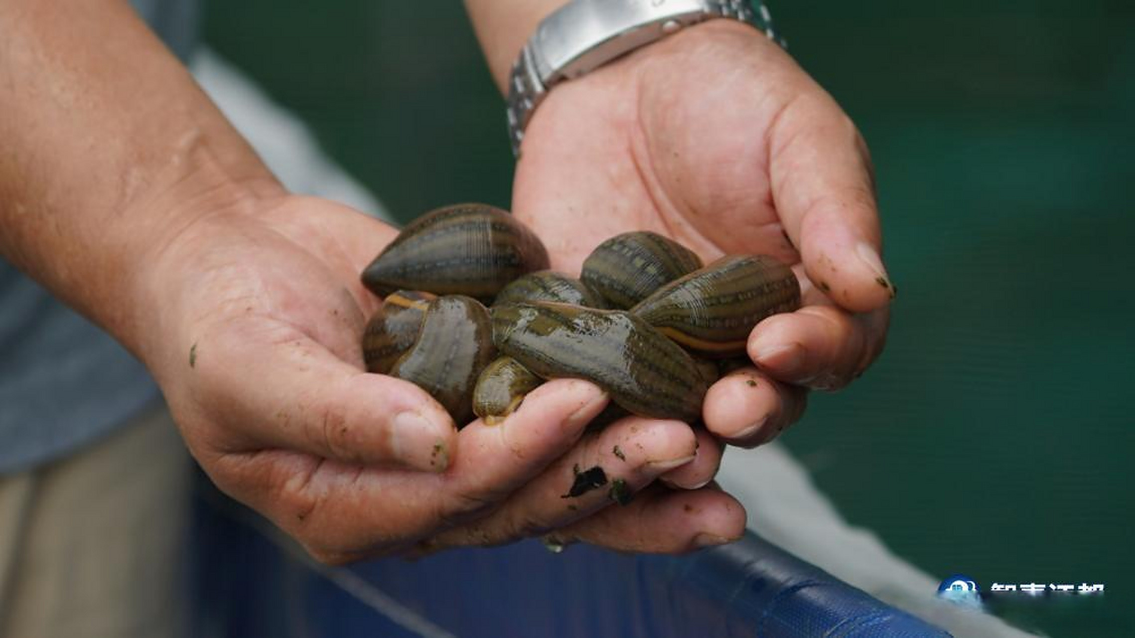 【樊川水蛭养殖户今年增产四成,他却有点愁……】水蛭,又称"蚂蟥"