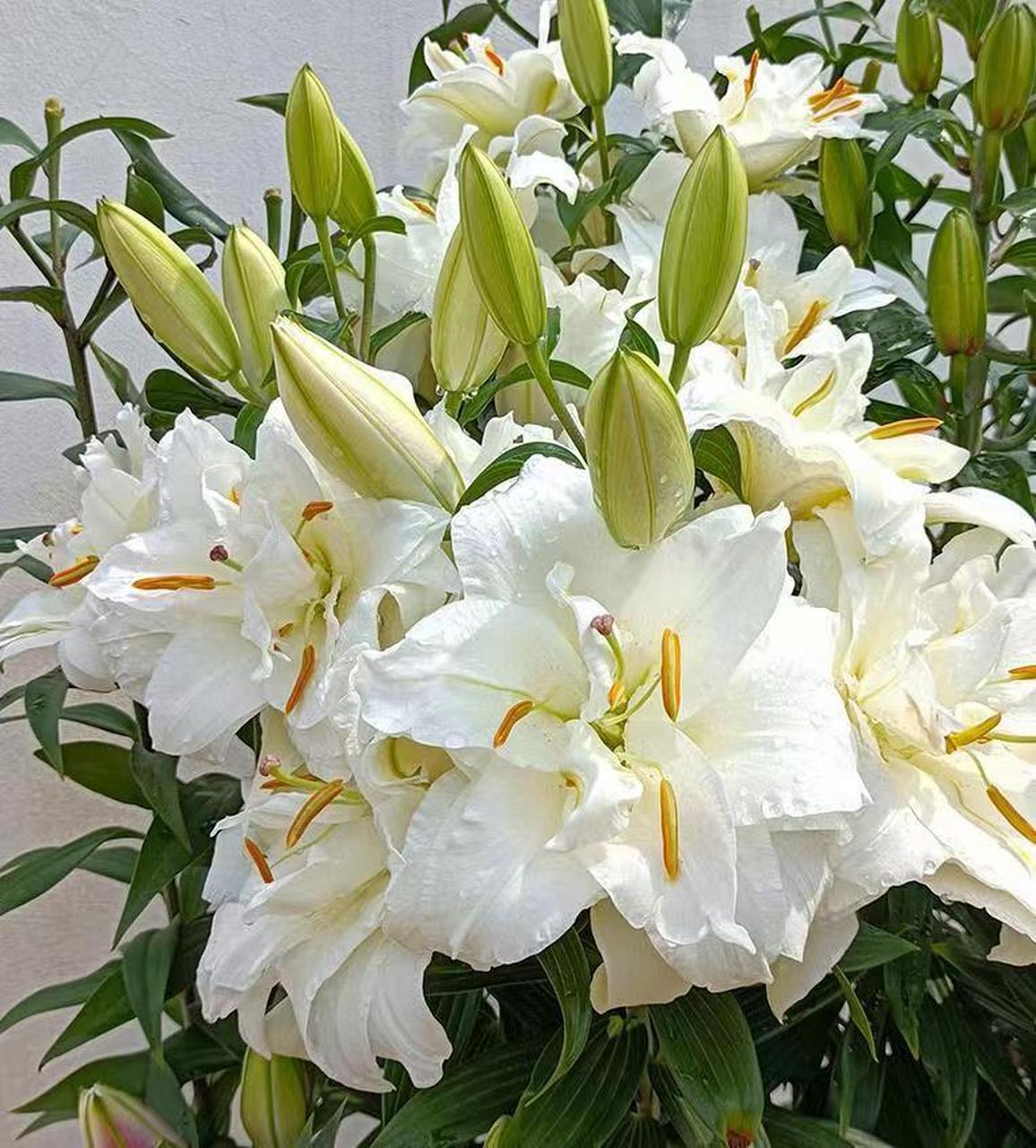 重瓣百合—花大色美,香气宜人,养护也简单 家里有院子,能够露天地栽的