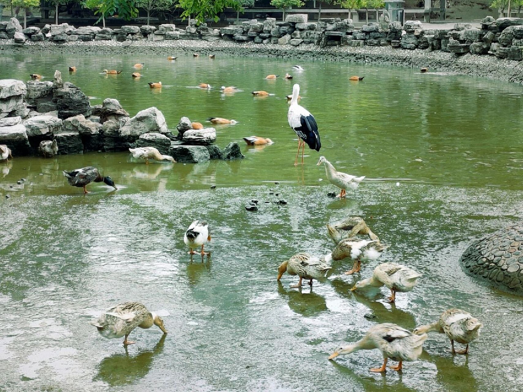 动物世界|太原-百鸟园·森林公园 92百鸟园: 全园占地面积36亩.