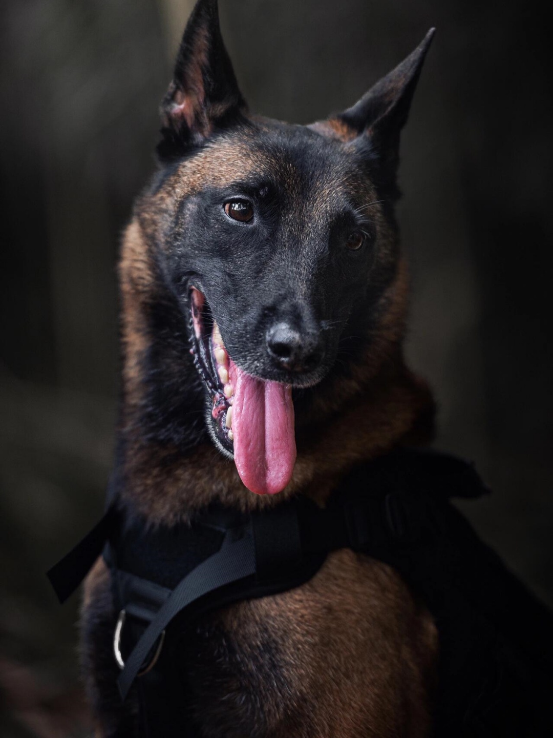 马犬图片大全02纯种