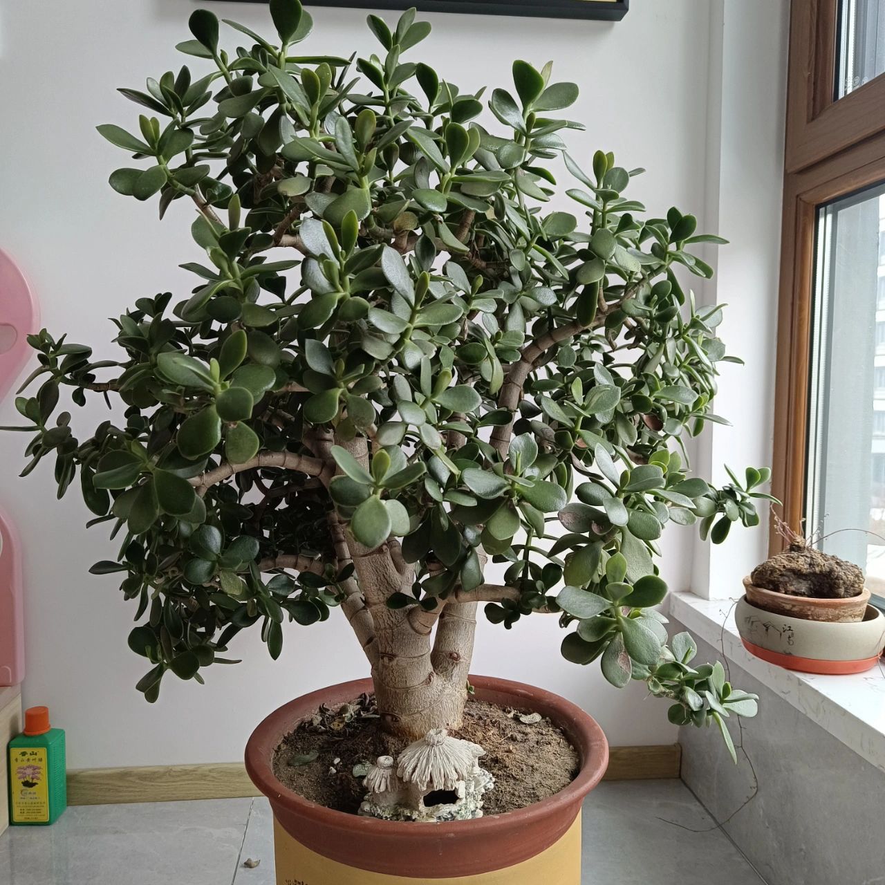 燕子掌 修剪一下 感觉剪完更苍劲有力了 一下子就清爽了