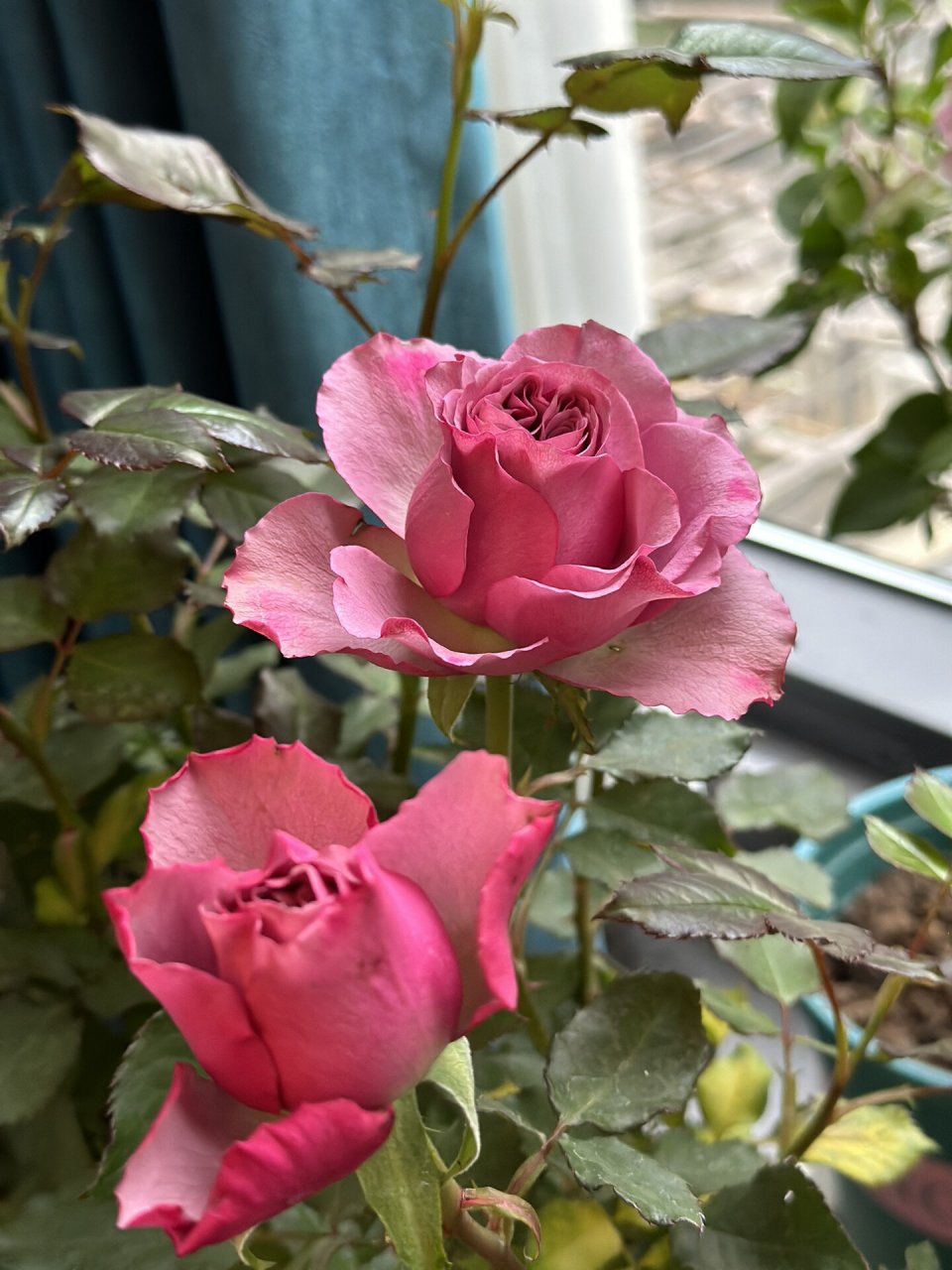 蒙特马特 月季 复古色的感觉,花形很正,杆子还蛮直的,挺适合剪下来插