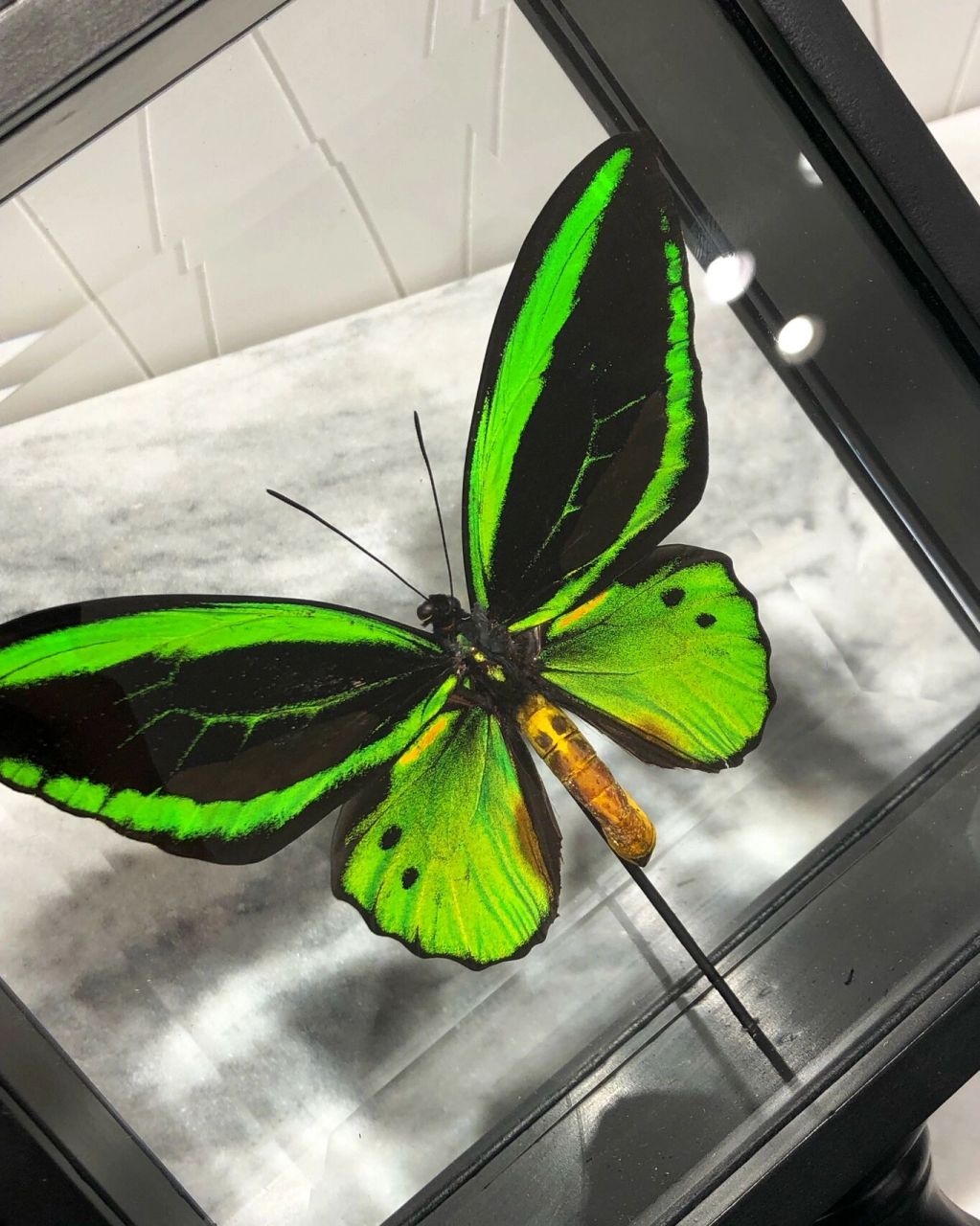 罕见的98绿鸟翼凤蝶 新到单只93罕见的98绿鸟翼凤蝶
