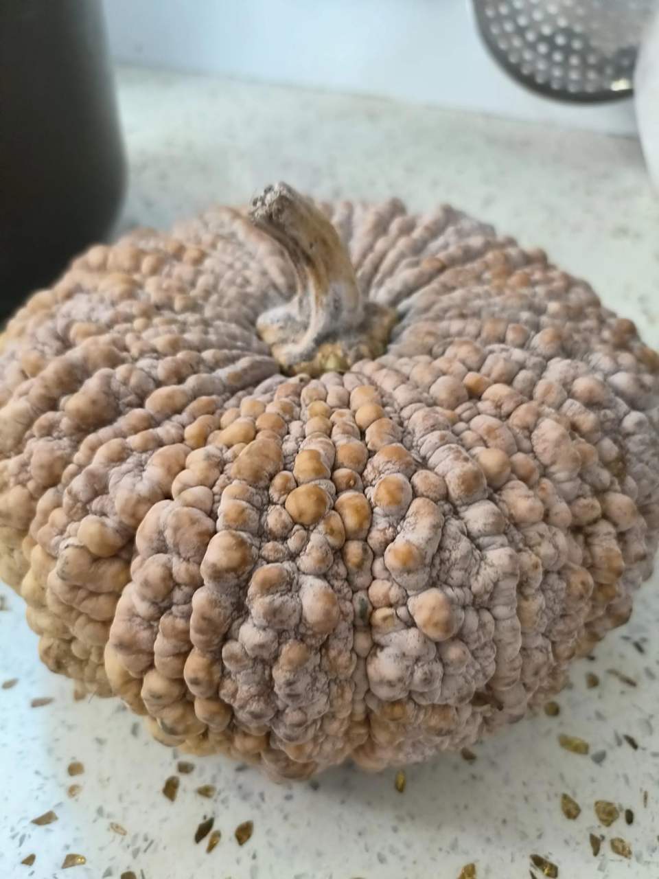 这个是四川本土的老南瓜品种,四川話叫赖子南瓜或者磨盘南瓜,这种