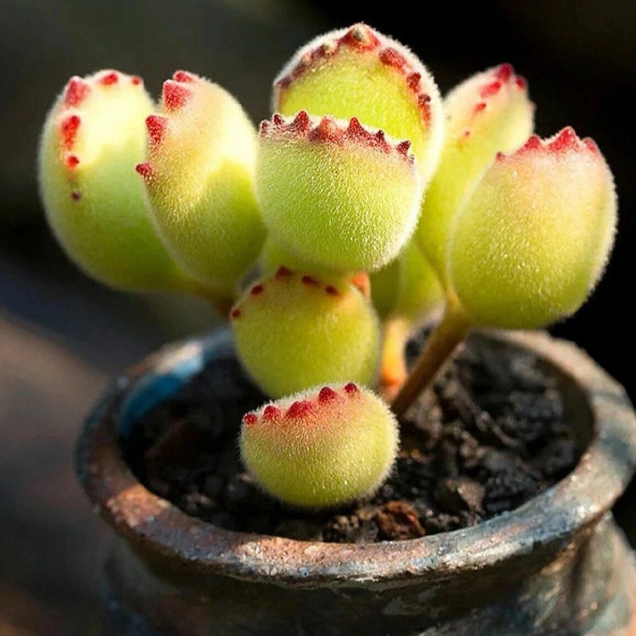 第3期:每日认识一种多肉—熊童子 多肉熊童子是多肉植物中的一种,其