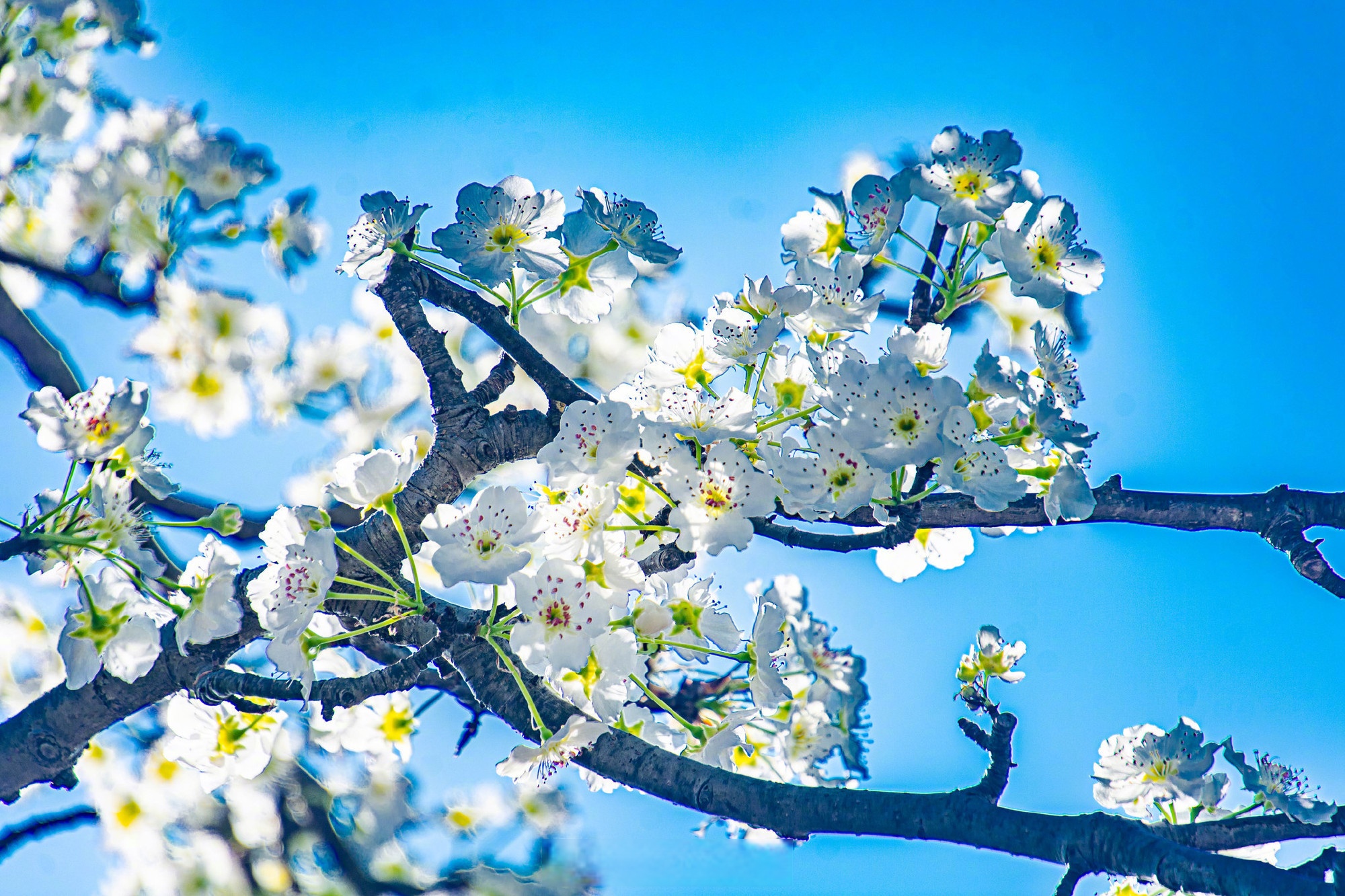 春日的梨花盛开有多美】3月19日,江西赣州,于都县贡江镇密坑村,梨花