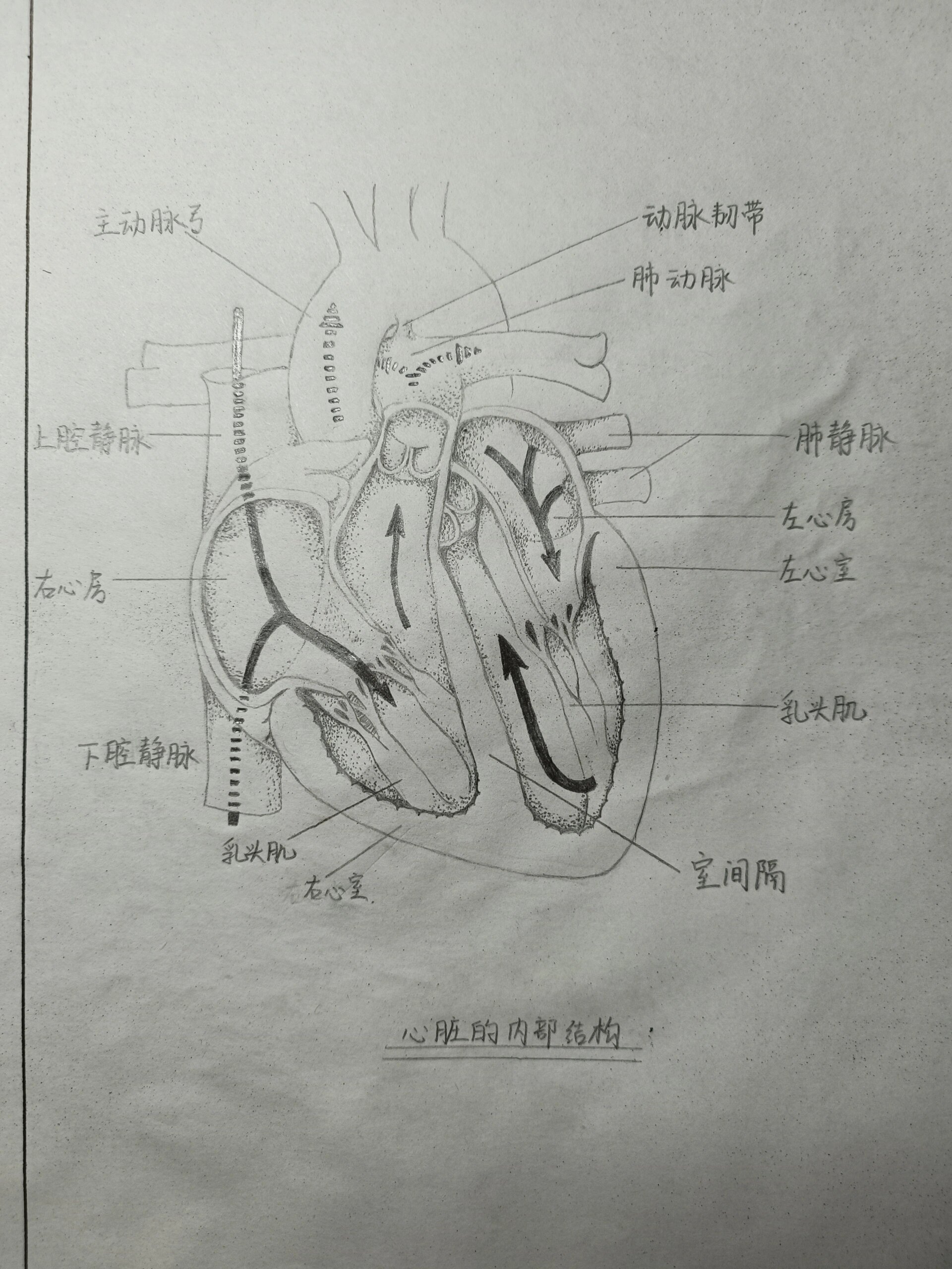 心脏的内部结构