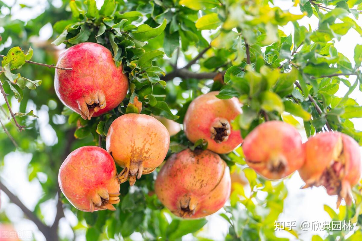 园林植物篇之石榴