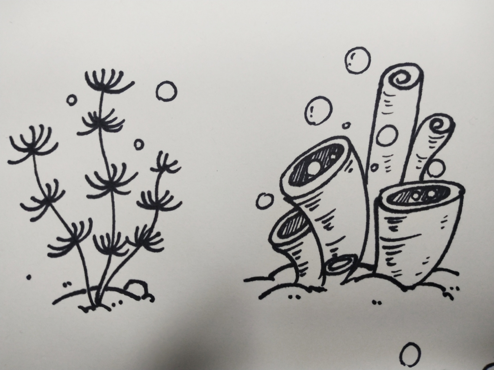 几种海底水草的画法 注意高矮胖瘦 前后遮挡又是视频录成了横的