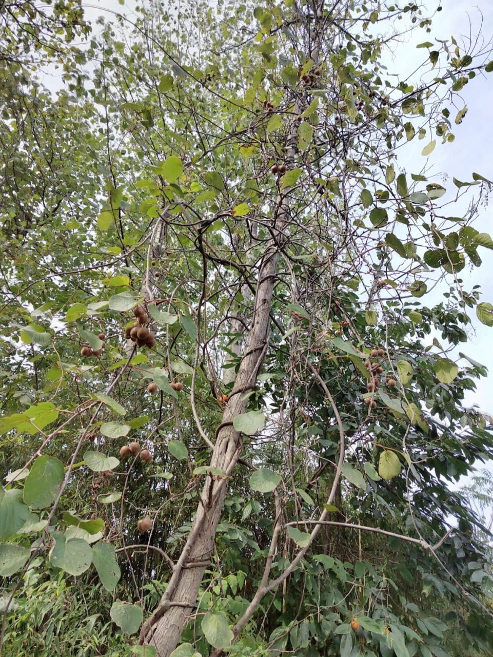 来说说你见过的野生猕猴桃树09 来自大自然的馈赠 野生猕猴桃树在
